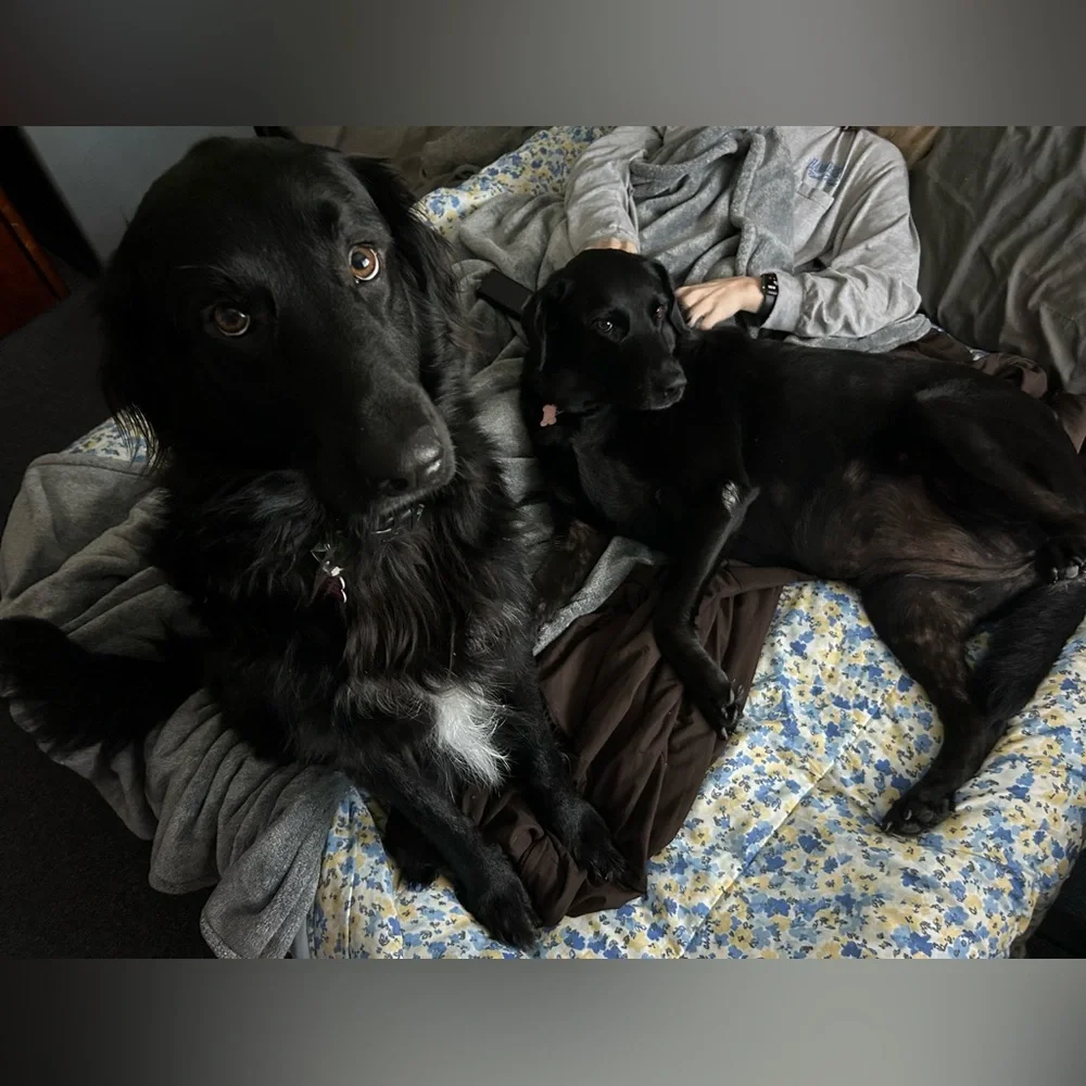 Keychain/Bag Charm For Our Fur Babies Medical Bills💕🐾💕🐾 - Picture 14 of 15